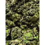 Kalé Organic Kale Chips - Sea Salt (45g Pack)